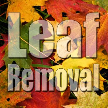 LeafRemoval